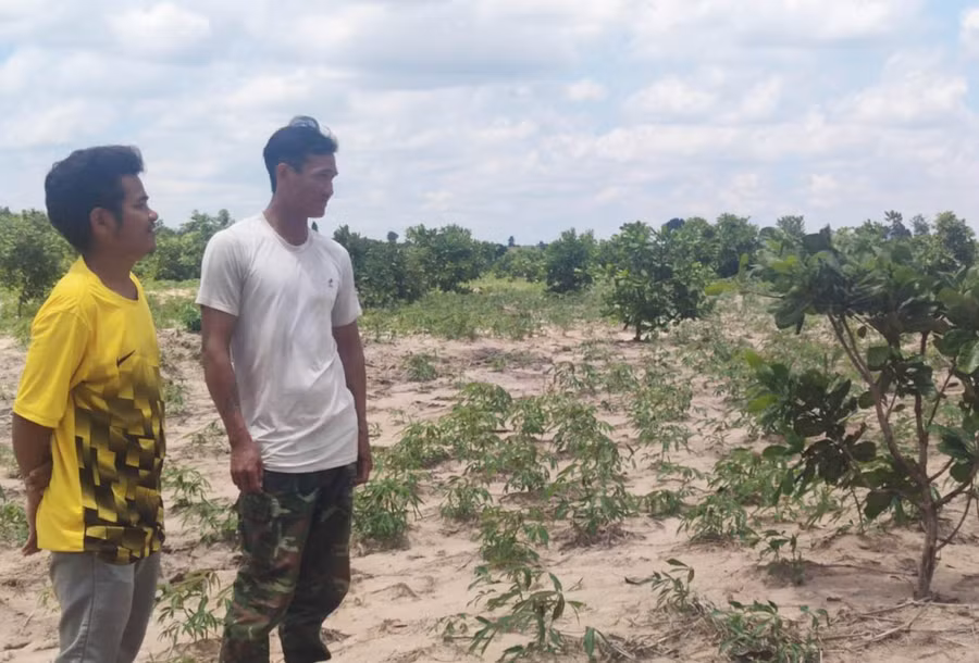 Nhờ kịp thời nắm bắt thông tin về mô hình trồng cây mì, cây điều, người dân làng Plei Trớ đã đăng ký tham gia, giúp tăng thu nhập của gia đình. Ảnh: Thiên Di