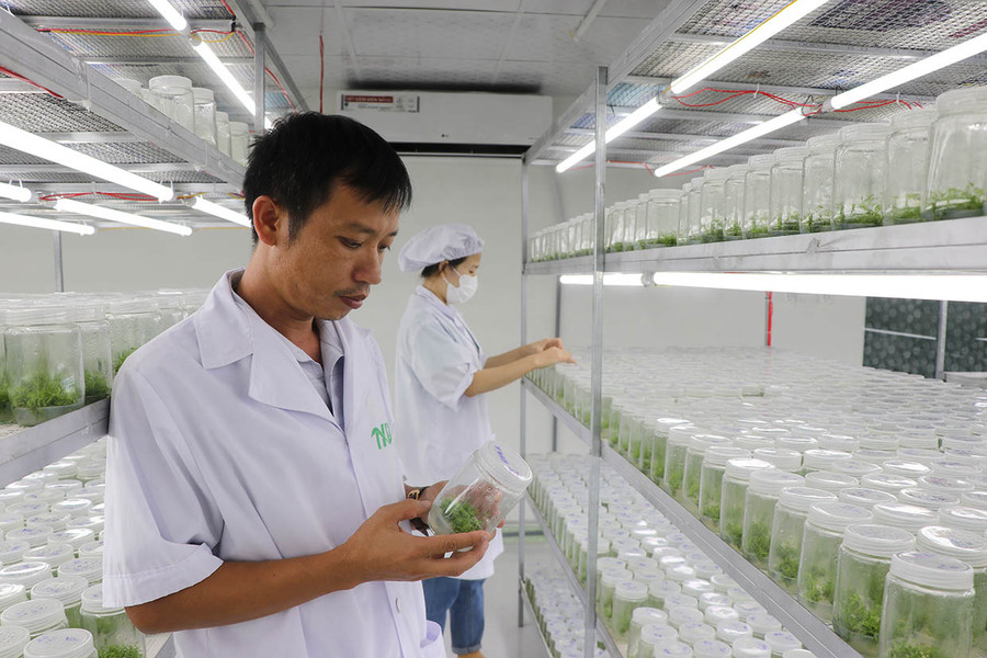 Ông Thái Xuân Biên kiểm tra cây lâm nghiệp cấy mô. Ảnh: A.P Ông Thái Xuân Biên kiểm tra cây lâm nghiệp cấy mô. Ảnh: A.P