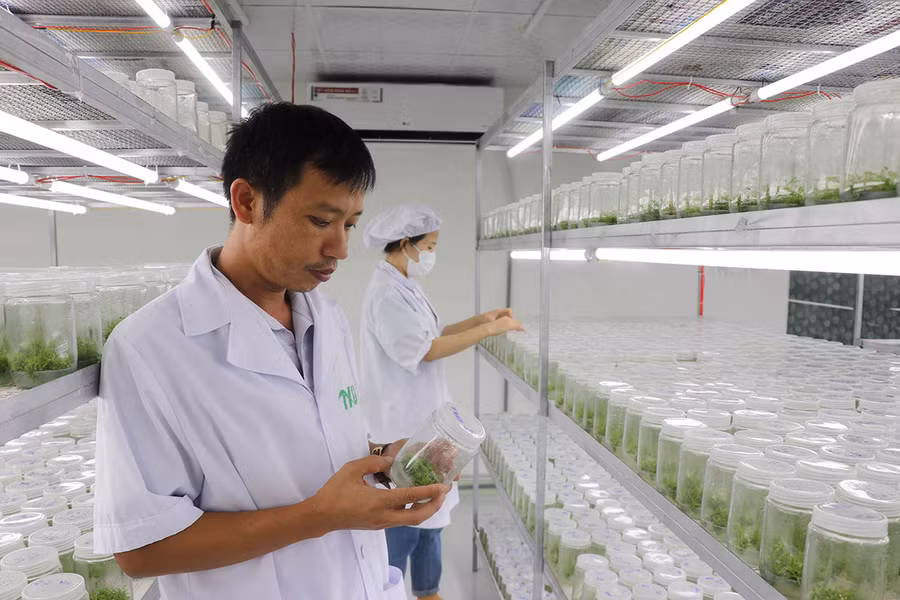 Ông Thái Xuân Biên kiểm tra cây lâm nghiệp cấy mô. Ảnh: A.P