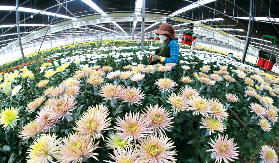 Đà Lạt là địa phương sản xuất hoa chủ lực của tỉnh, chiếm trên 67% diện tích và 75% sản lượng Đà Lạt là địa phương sản xuất hoa chủ lực của tỉnh, chiếm trên 67% diện tích và 75% sản lượng