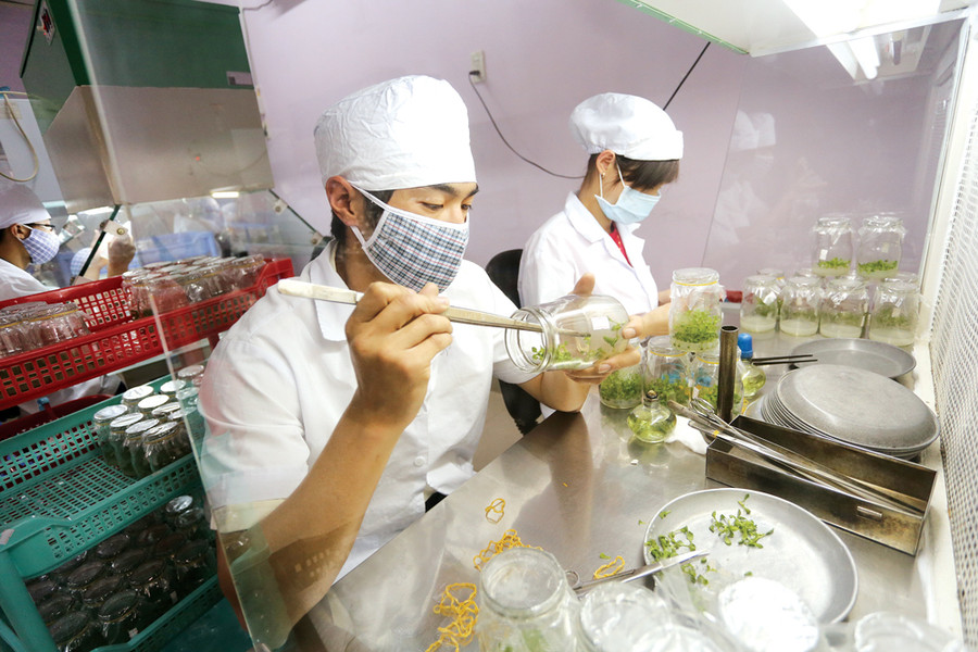 Đà Lạt hướng tới mục tiêu tỷ lệ diện tích hoa từ các giống mới có bản quyền đạt 35 - 40% phù hợp với các quy định để phát triển thị trường xuất khẩu Đà Lạt hướng tới mục tiêu tỷ lệ diện tích hoa từ các giống mới có bản quyền đạt 35 - 40% phù hợp với các quy định để phát triển thị trường xuất khẩu