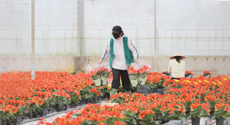 Ngành hoa Đà Lạt đặt mục tiêu tới năm 2030 sản lượng hoa toàn tỉnh đạt 4,5 tỷ cành và 0,5 tỷ chậu hoa các loại Ngành hoa Đà Lạt đặt mục tiêu tới năm 2030 sản lượng hoa toàn tỉnh đạt 4,5 tỷ cành và 0,5 tỷ chậu hoa các loại