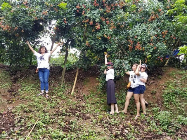 Du khách thích thú khi tự tay hái trái cây trong vườn. Ảnh: Mỹ Duyên
