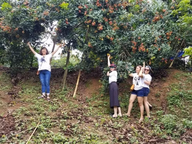 Du khách thích thú khi tự tay hái trái cây trong vườn. Ảnh: Mỹ Duyên