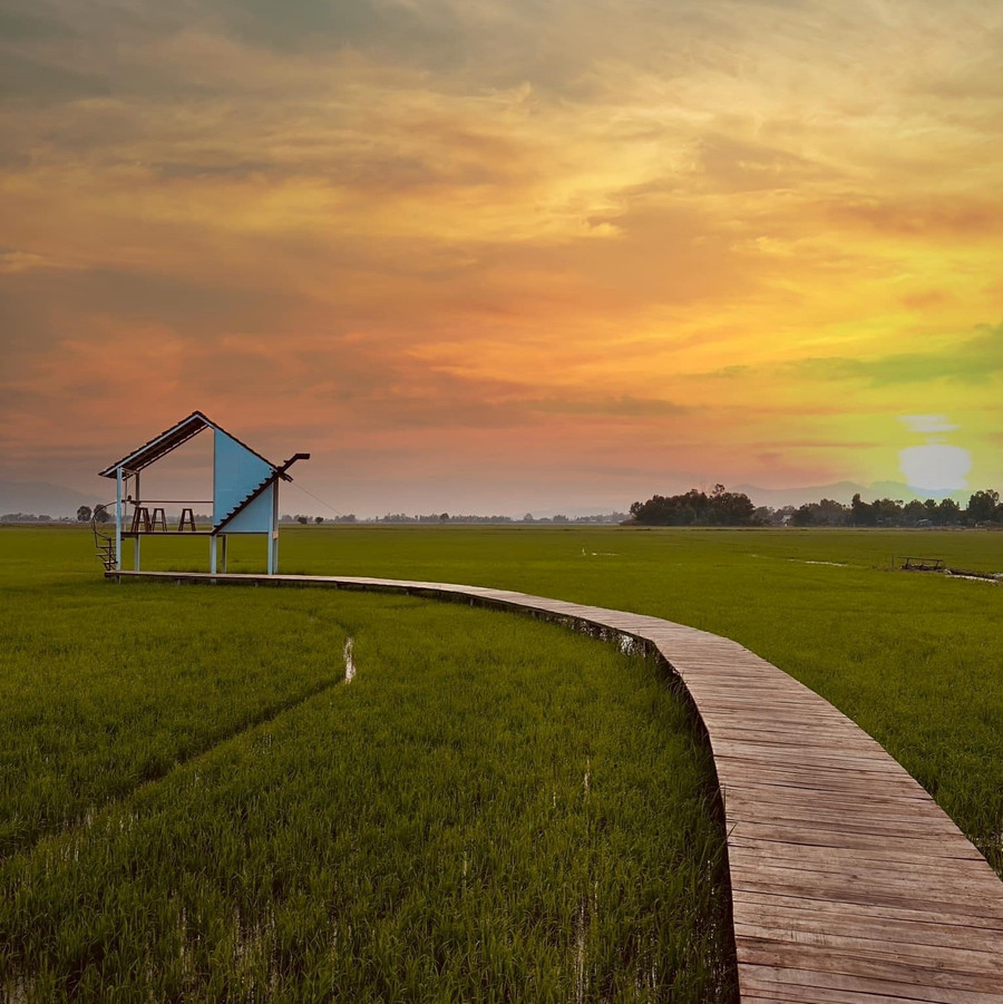 Cầu ván dài gần 20 m bắc ra "nhà chữa lành" giữa ruộng lúa. Ảnh: Duy Tân Cầu ván dài gần 20 m bắc ra "nhà chữa lành" giữa ruộng lúa. Ảnh: Duy Tân