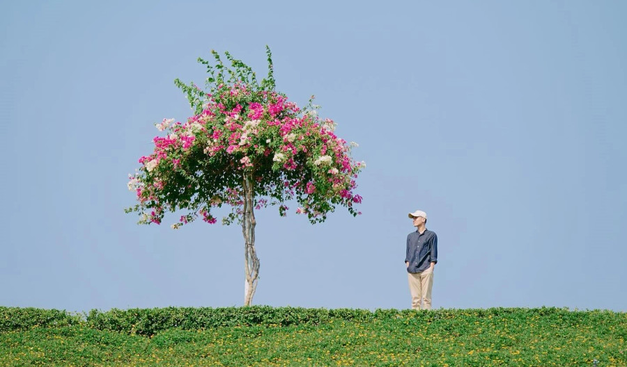 Cây hoa giấy "cô đơn" tại hồ Bà Tô đang được người trẻ tìm kiếm trên mạng xã hội. Ảnh: NVCC Cây hoa giấy "cô đơn" tại hồ Bà Tô đang được người trẻ tìm kiếm trên mạng xã hội. Ảnh: NVCC