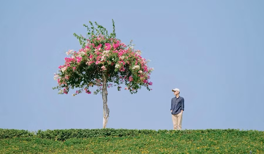 Cây hoa giấy "cô đơn" tại hồ Bà Tô đang được người trẻ tìm kiếm trên mạng xã hội. Ảnh: NVCC