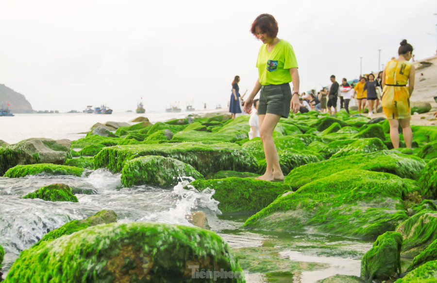 Người dân xã Nhơn Hải cho biết, tùy thời tiết, vào khoảng tháng 3 đến tháng 5 những bãi đá lại khoác lên mình "tấm áo xanh" mềm mại của thảm rêu non, tạo nên quang cảnh đẹp ngỡ ngàng. Ảnh: Trương Định Người dân xã Nhơn Hải cho biết, tùy thời tiết, vào khoảng tháng 3 đến tháng 5 những bãi đá lại khoác lên mình "tấm áo xanh" mềm mại của thảm rêu non, tạo nên quang cảnh đẹp ngỡ ngàng. Ảnh: Trương Định