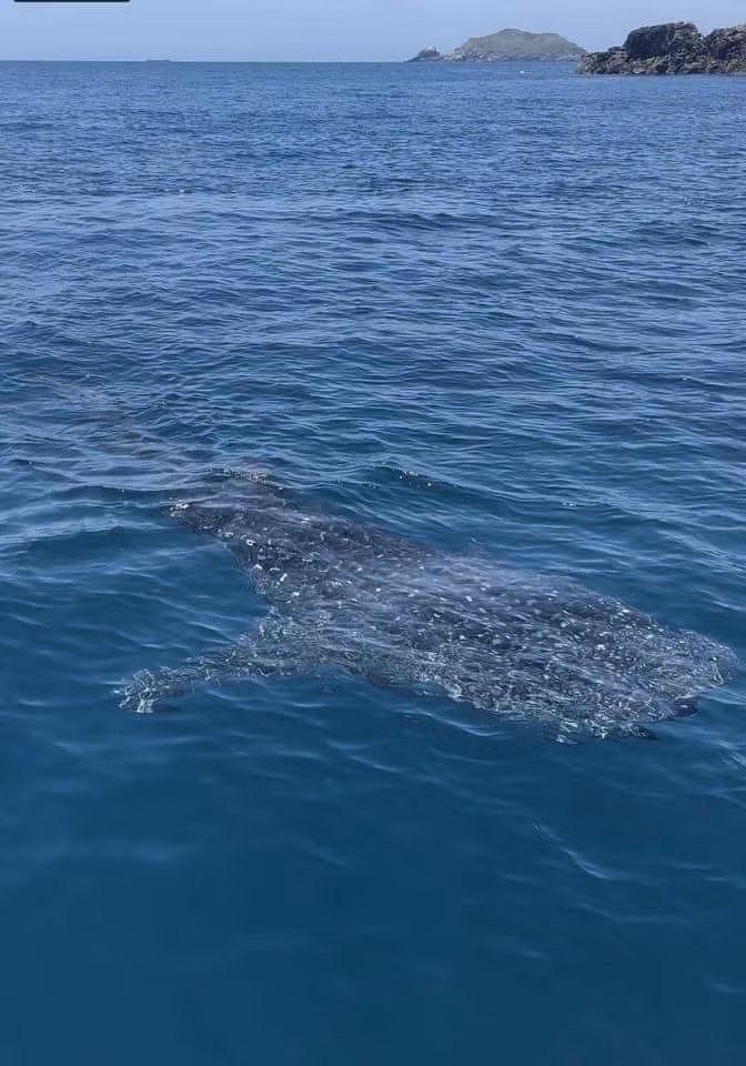 Hình ảnh cá nhám voi xuất hiện tại biển Kỳ Co