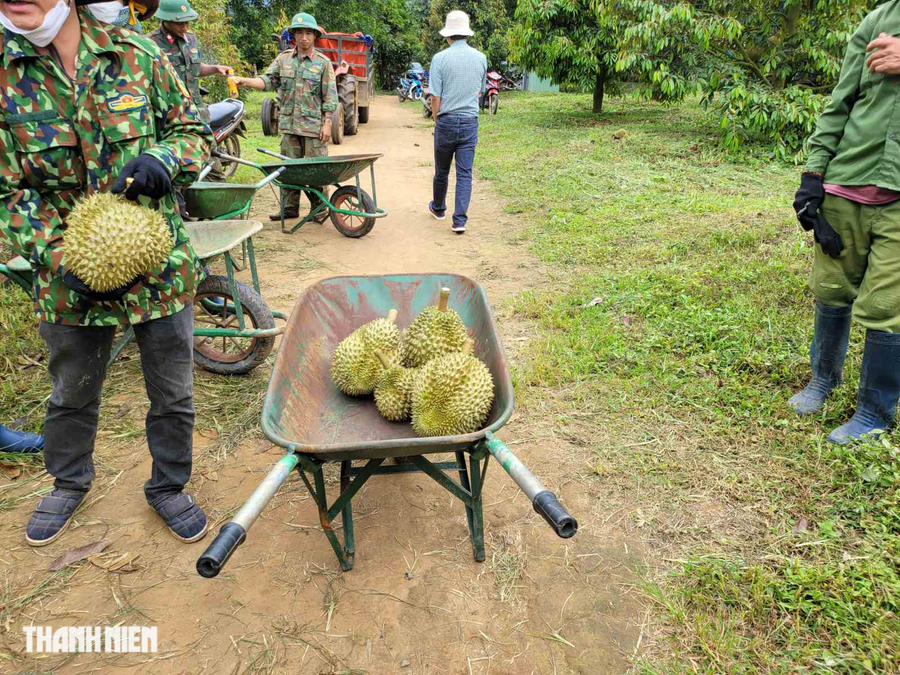 Vườn sầu riêng của bầu Đức rộn ràng thu hoạch mùa đầu tiên Vườn sầu riêng của bầu Đức rộn ràng thu hoạch mùa đầu tiên