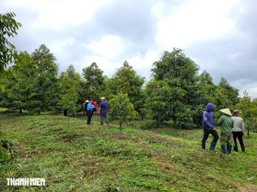 Ở độ cao hơn 700m, khí hậu mát mẻ, giống sầu riêng Muangthong được thị trường ưa chuộng vì cơm vàng, dày thịt, vị ngọt đậm đà, có mùi thơm vừa phải Ở độ cao hơn 700m, khí hậu mát mẻ, giống sầu riêng Muangthong được thị trường ưa chuộng vì cơm vàng, dày thịt, vị ngọt đậm đà, có mùi thơm vừa phải