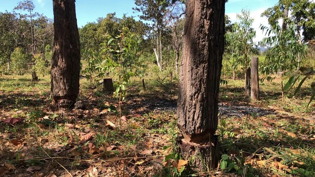 Nhiều cây rừng ở vùng rừng thuộc H.Chư Prông bị lâm tặc cưa xung quanh. Ảnh: TRẦN HIẾU Nhiều cây rừng ở vùng rừng thuộc H.Chư Prông bị lâm tặc cưa xung quanh. Ảnh: TRẦN HIẾU