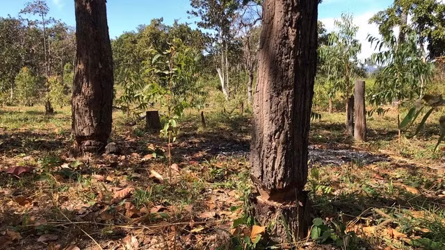 Nhiều cây rừng ở vùng rừng thuộc H.Chư Prông bị lâm tặc cưa xung quanh. Ảnh: TRẦN HIẾU Nhiều cây rừng ở vùng rừng thuộc H.Chư Prông bị lâm tặc cưa xung quanh. Ảnh: TRẦN HIẾU