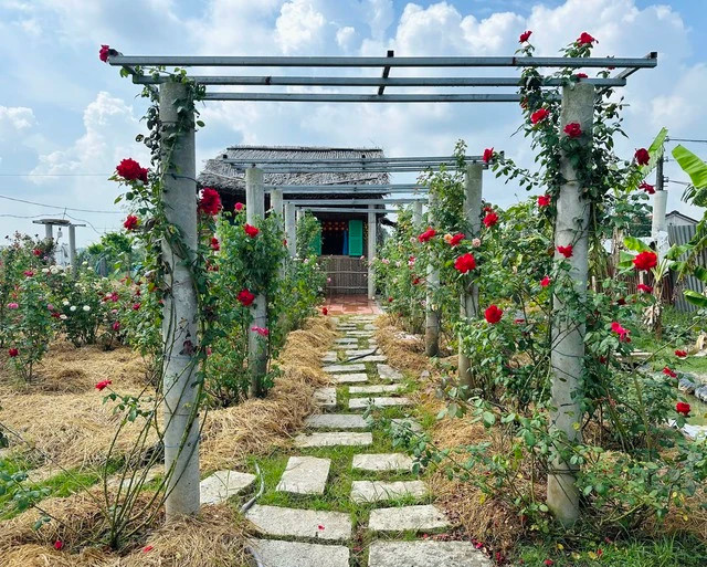 Hai bên con đường vào nhà anh Duy được trồng nhiều hoa hồng leo. Ảnh: KIM NGỌC NGHIÊN Hai bên con đường vào nhà anh Duy được trồng nhiều hoa hồng leo. Ảnh: KIM NGỌC NGHIÊN