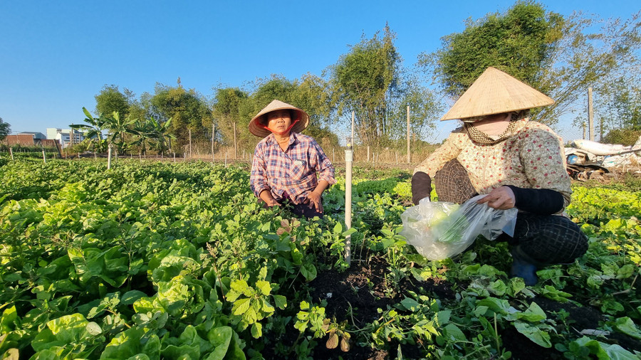 Nhiều nông dân tất bật chăm sóc vụ rau Tết. Ảnh: H.P Nhiều nông dân tất bật chăm sóc vụ rau Tết. Ảnh: H.P