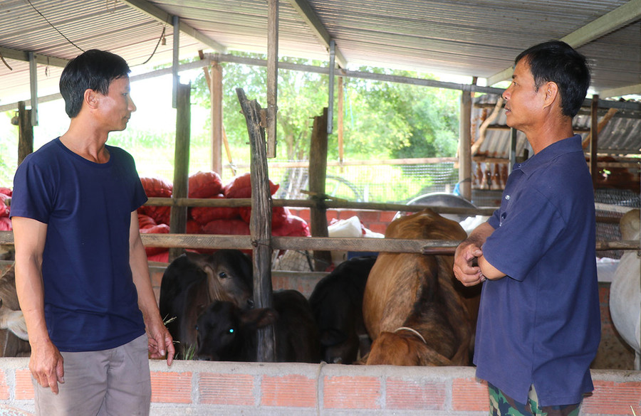 Ông Thân Xuân Hùng (bìa phải) thôn Tú Thủy 2, xã Tú An) chia sẻ kỹ thuật, kinh nghiệm chăn nuôi bò với thành viên Tổ hợp tác chăn nuôi Tú An. Ảnh: Ngọc Minh Ông Thân Xuân Hùng (bìa phải) thôn Tú Thủy 2, xã Tú An) chia sẻ kỹ thuật, kinh nghiệm chăn nuôi bò với thành viên Tổ hợp tác chăn nuôi Tú An. Ảnh: Ngọc Minh