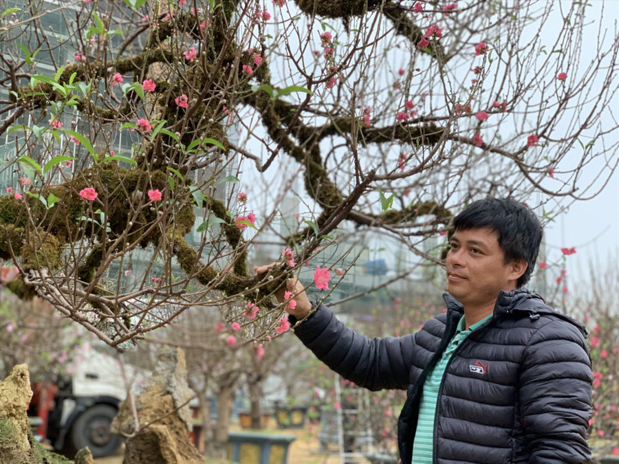 Gốc đào cổ thụ này đã được anh Cường và chủ sở hữu thống nhất giá bán khoảng 200 triệu đồng. Còn nếu cho thuê chơi Tết đến rằm tháng Giêng giá 150 triệu đồng. Ảnh: Quỳnh Trang Gốc đào cổ thụ này đã được anh Cường và chủ sở hữu thống nhất giá bán khoảng 200 triệu đồng. Còn nếu cho thuê chơi Tết đến rằm tháng Giêng giá 150 triệu đồng. Ảnh: Quỳnh Trang