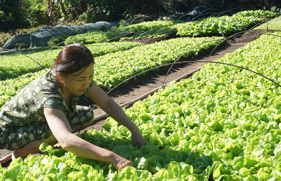 Vườn rau của bà Lê Thị Hoa phát triển tốt, hứa hẹn một vụ mùa bội thu. Ảnh: TH Vườn rau của bà Lê Thị Hoa phát triển tốt, hứa hẹn một vụ mùa bội thu. Ảnh: TH