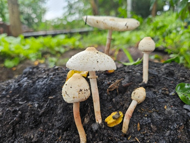 Nấm độc hay có bao gốc và vòng cổ nằm ở phần thân nấm.