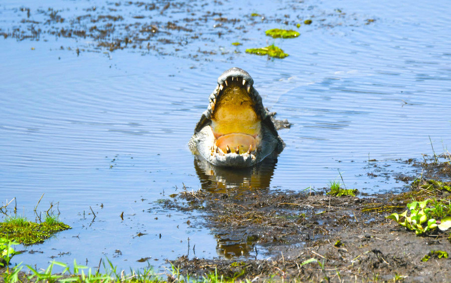 Tại Bầu Sấu, du khách được chiêm ngưỡng tận mắt loài cá sấu nước ngọt ẩn mình săn mồi trong môi trường tự nhiên