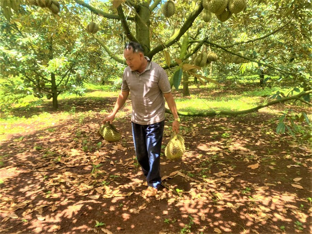 Sầu riêng nhà ông Hào đã đến tuổi thu hoạch, mỗi ngày rụng hơn 5 tạ.
