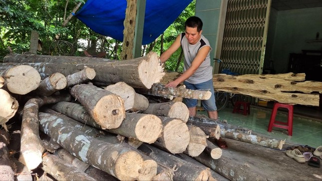 Những cây dó bầu mới được mua về giá từ vài chục triệu đồng nhưng trúng hay thua vẫn là một ẩn số. Những cây dó bầu mới được mua về giá từ vài chục triệu đồng nhưng trúng hay thua vẫn là một ẩn số.