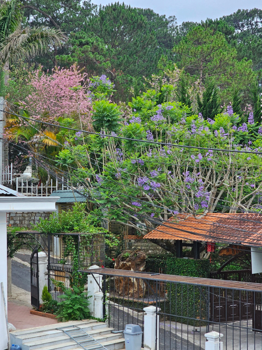 Hiện tượng thú vị khi mai anh đào Đà Lạt nở rộ cùng hoa phượng tím. Ảnh: BÁ DUY