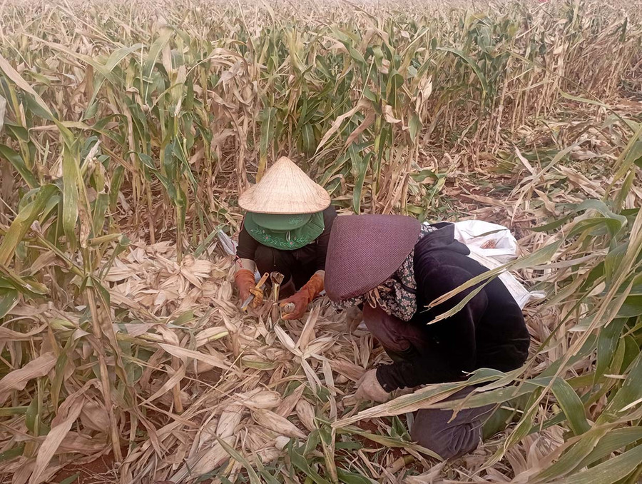 Nông dân xã Ia Le (huyện Chư Pưh) thu hoạch bắp lấy giống năm 2023. Ảnh: N.D Nông dân xã Ia Le (huyện Chư Pưh) thu hoạch bắp lấy giống năm 2023. Ảnh: N.D