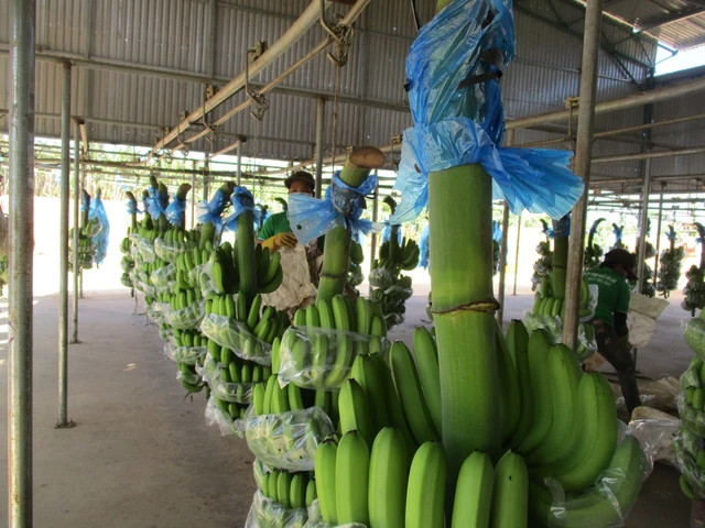 Thu hoạch chuối tại HAGL