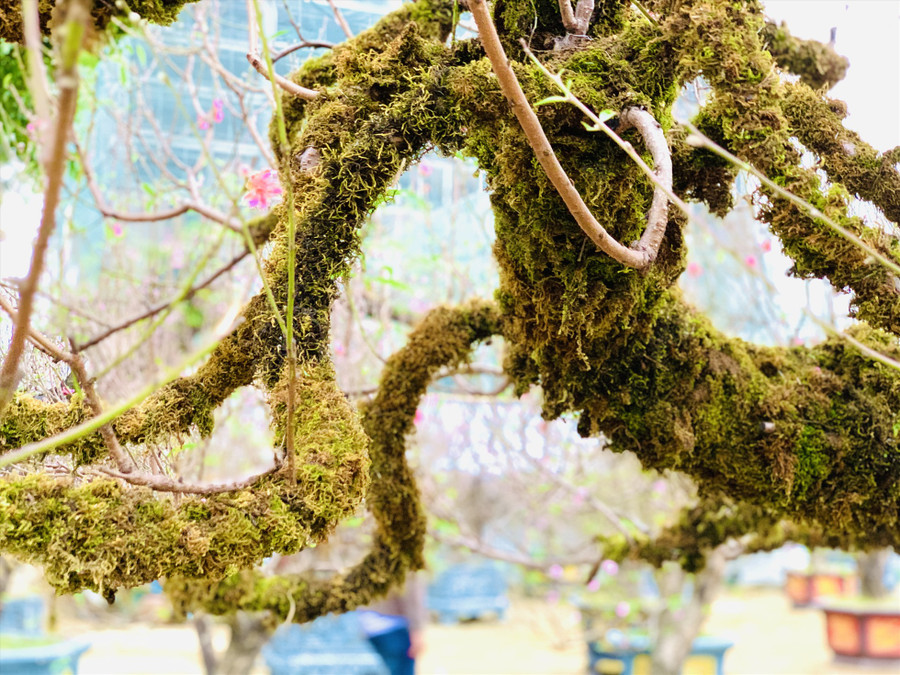 Được biết, tuổi của cây khoảng 60 năm. Ảnh: Quỳnh Trang Được biết, tuổi của cây khoảng 60 năm. Ảnh: Quỳnh Trang