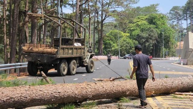Thu dọn cây thông vừa được cưa hạ. Ảnh: LÂM VIÊN