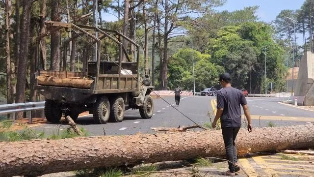 Thu dọn cây thông vừa được cưa hạ. Ảnh: LÂM VIÊN Thu dọn cây thông vừa được cưa hạ. Ảnh: LÂM VIÊN