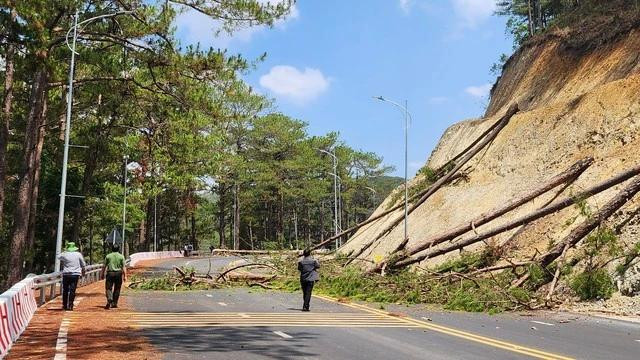 15 cây thông dọc đèo được cưa hạ khẩn cấp. Ảnh: LÂM VIÊN