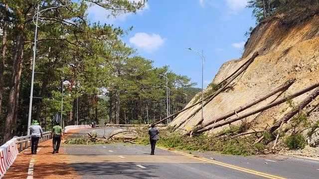 15 cây thông dọc đèo được cưa hạ khẩn cấp. Ảnh: LÂM VIÊN 15 cây thông dọc đèo được cưa hạ khẩn cấp. Ảnh: LÂM VIÊN