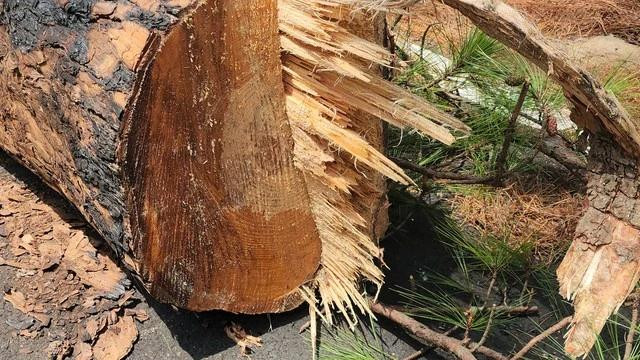 Một cây thông có đường kính khoảng 70 cm được cưa hạ để bảo đảm an toàn. Ảnh: LÂM VIÊN