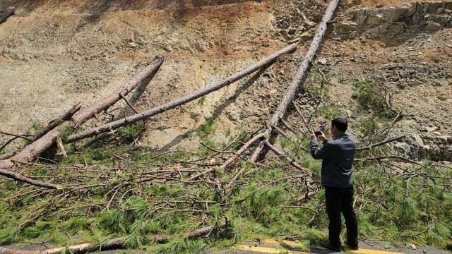 Hiện trường vụ cưa hạ thông. Ảnh: LÂM VIÊN