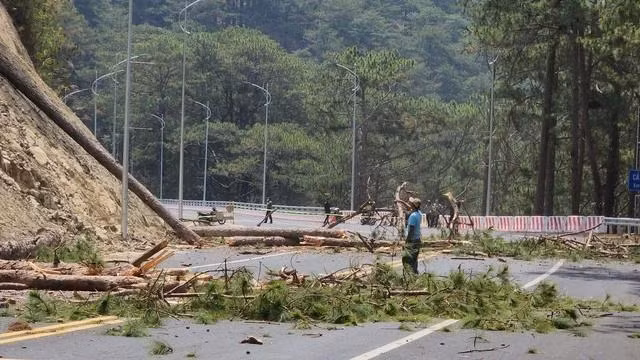 Cưa hạ thông dọc đèo để phòng tránh sạt lở nguy hiểm. Ảnh: LÂM VIÊN