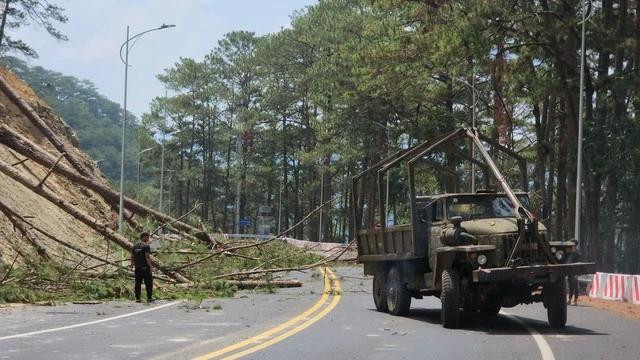 Thu dọn thông mới cưa hạ. Ảnh: LÂM VIÊN