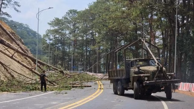 Thu dọn thông mới cưa hạ. Ảnh: LÂM VIÊN