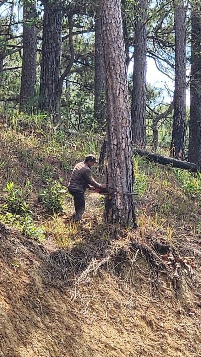 Cưa hạ cây thông có nguy cơ ngã đổ bên bờ ta luy dương. Ảnh: LÂM VIÊN