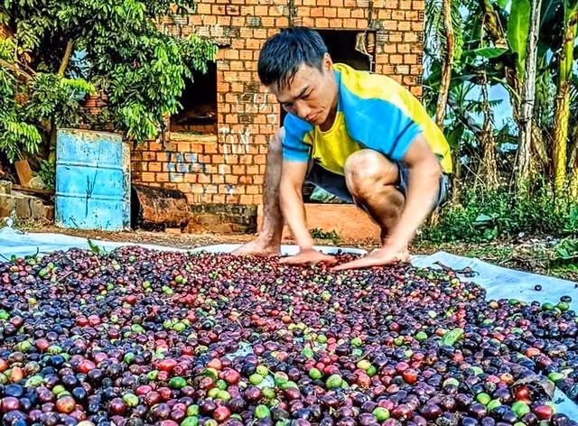 Nông dân trúng mùa vì giá cà phê tăng cao nhưng doanh nghiệp gặp khó.