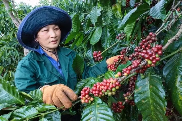 Giá cà phê trong nước giảm 500-700 ngàn đồng/tấn (ảnh tư liệu)