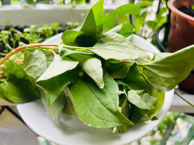 Bác sĩ chia sẻ lợi ích rau diếp cá giúp đẹp da, thanh nhiệt - Ảnh 1. Lá diếp cá có tác dụng lợi tiểu, thanh nhiệt. Ảnh: Lê Cầm