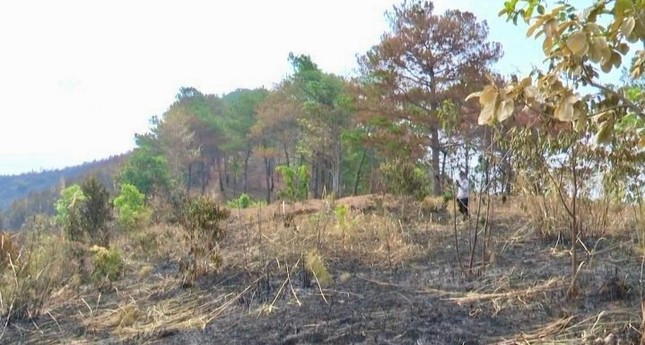 Hiện trường vụ cháy làm thiệt hại gần 9ha cây trồng. Hiện trường vụ cháy làm thiệt hại gần 9ha cây trồng.