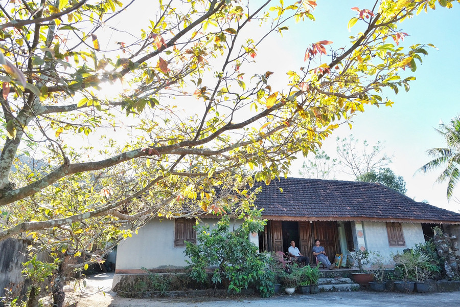 Mai vàng trước sân ngôi nhà của cha mẹ ông Huỳnh Tấn Đường. Ảnh: H.N Mai vàng trước sân ngôi nhà của cha mẹ ông Huỳnh Tấn Đường. Ảnh: H.N