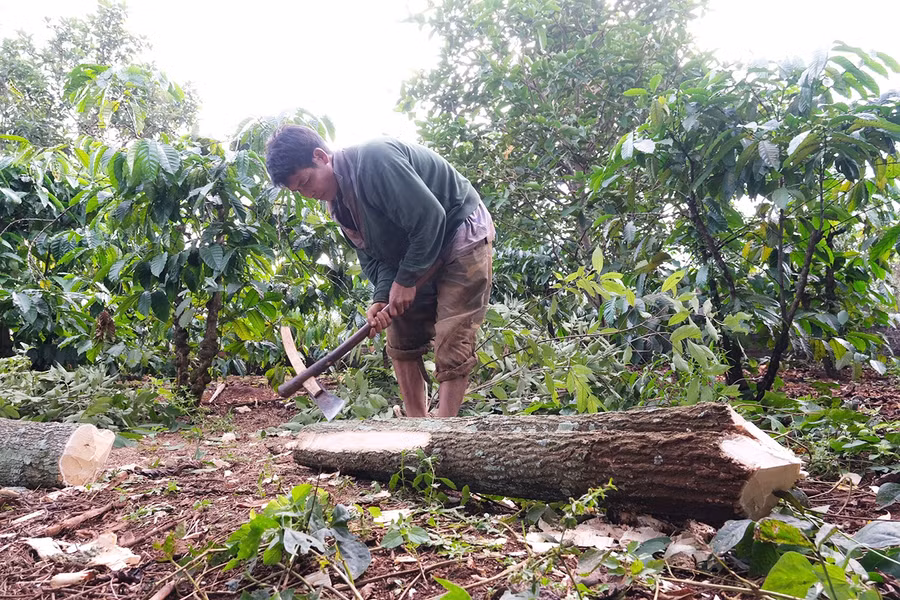 Nghệ nhân Rơ Châm Kok (làng Kép 2, xã Ia Mơ Nông, huyện Chư Păh) chuẩn bị gỗ để tạc tượng tại Festival Văn hóa cồng chiêng Gia Lai 2023. Ảnh: H.N