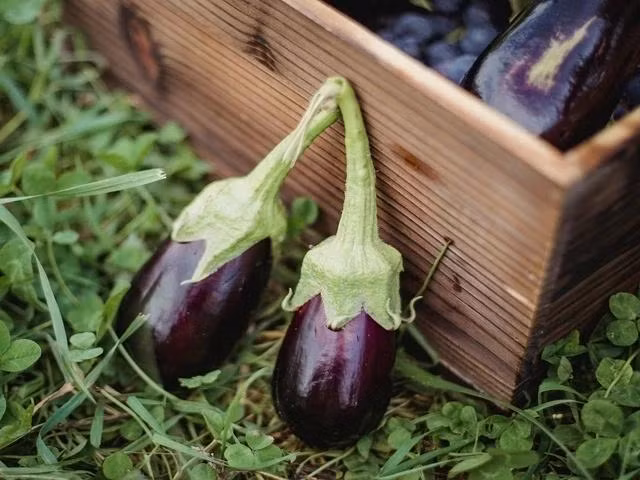 Cà tím chứa nhiều dưỡng chất tốt cho sức khỏe nhưng không nên ăn nhiều vì có thể gây hại. Ảnh PEXELS