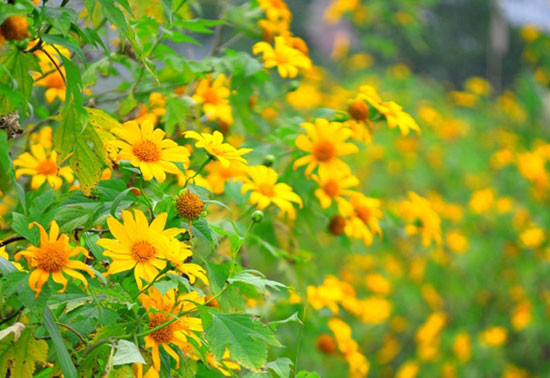 Ảnh minh họa (nguồn: Internet) Ảnh minh họa (nguồn: Internet)