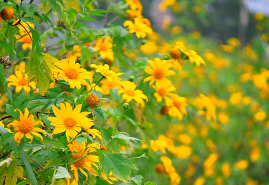 Ảnh minh họa (nguồn: Internet)