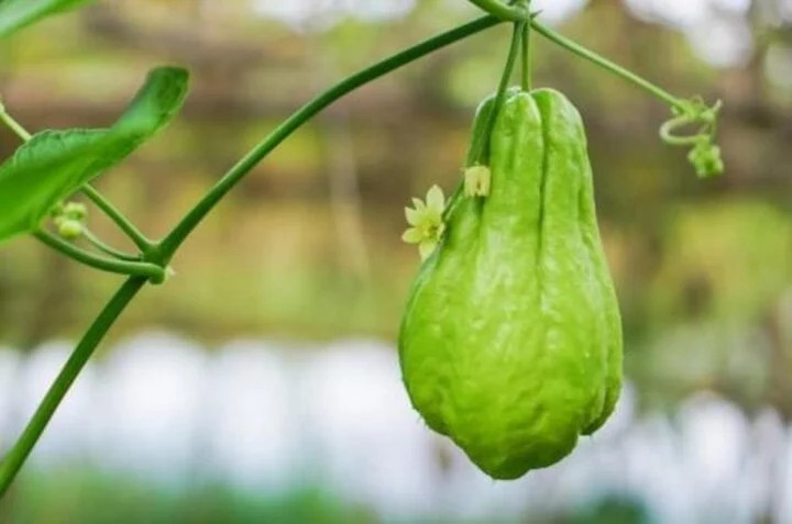 Quả su su có nhiều tác dụng tốt với cơ thể. Quả su su có nhiều tác dụng tốt với cơ thể.